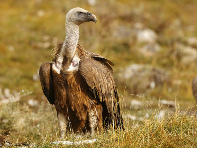 quebrantahuesos_bearded_vulture