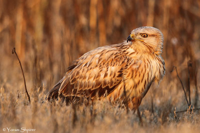 _48D9190 Long-legged Buzzard
