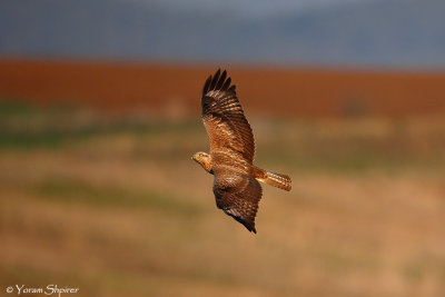_C4U0053 Long-legged Buzzard