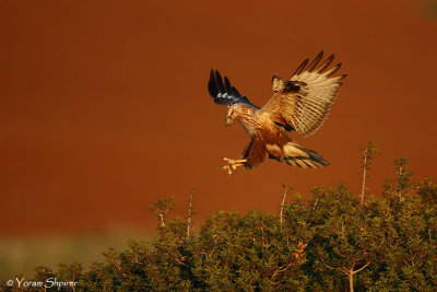 _C4U0060 Long-legged Buzzard