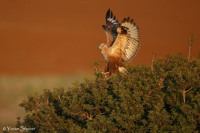 _C4U0063 Long-legged Buzzard