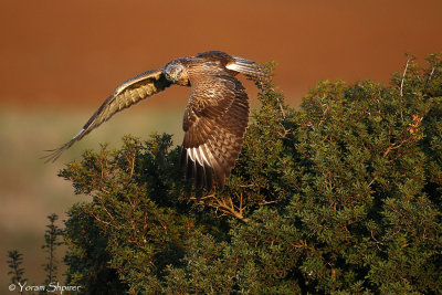 long-legged_buzzard_