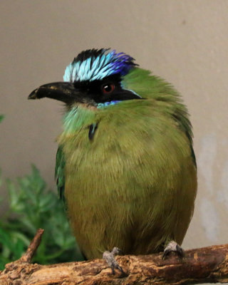 IMG_1118.jpg