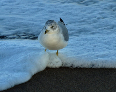 Virgina Beach 2014 - 1