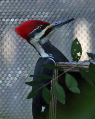 IMG_0994.jpg