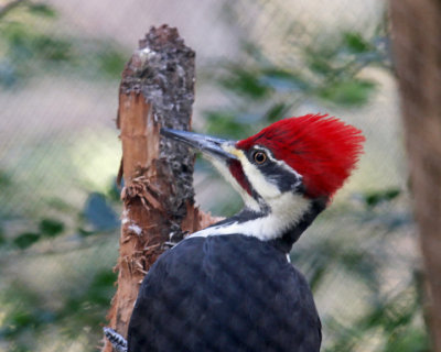 IMG_1016.jpg