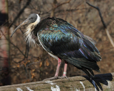 Kansas City Zoo - 2014