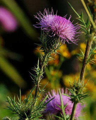 IMG_0031.jpg