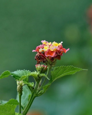 IMG_1615.jpg