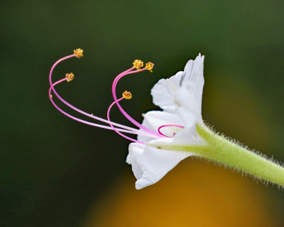 IMG_1663.jpg