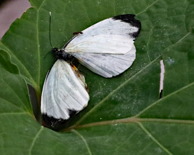 Denver- Butterfly Pavillion - 2016