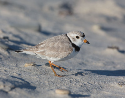 _MG_6359_Plover.jpg