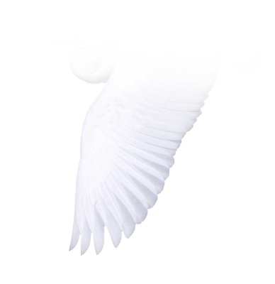 Great_White_Egret_Wing.jpg