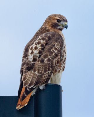 RedTail_MG_6674_Crop.jpg