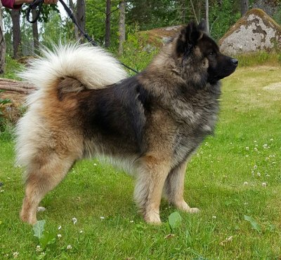 Sire : Zicatas Nanook of Cheveyo .jpg