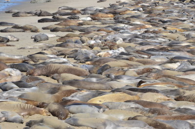 Elephant Seals - San Simeon