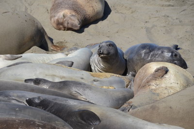 Elephant Seals - San Simeon