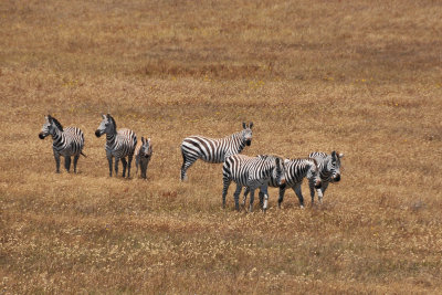 Zebras - Hearst Castle Grounds