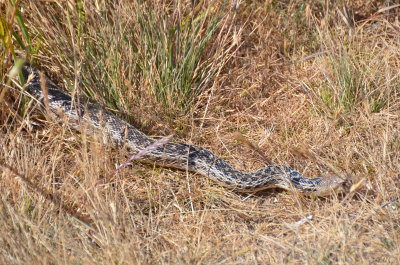 Snake in the grass - Bluff Trail - Andrew Molera