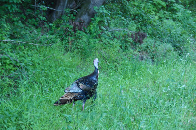 Turkey Vulture - Pfeiffer Big Sur