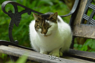 Hemingway House resident