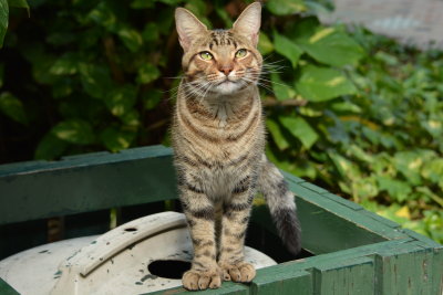 six toed cat
