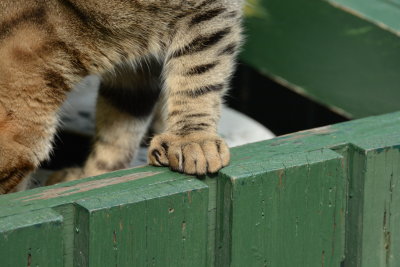 six toes!