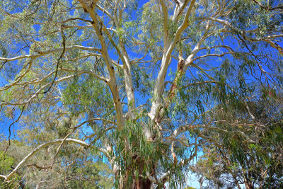 A lot of Eucalyptus - everywhere