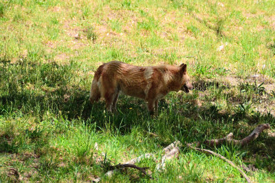 Dingos look like wolves