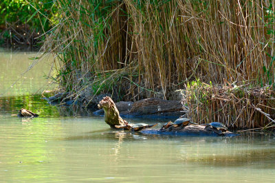 Turtle town