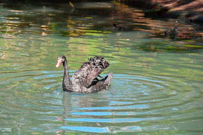 A real black swan