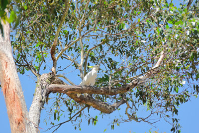 This guy squawks very loud