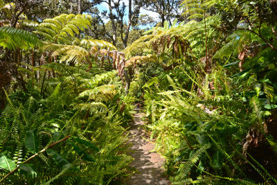 'Iliahi Trail