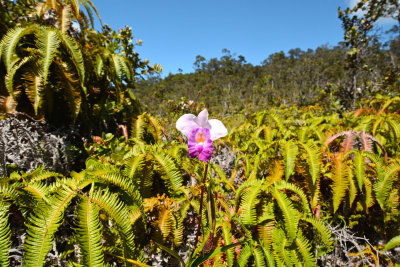'Iliahi Trail
