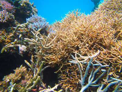Agincourt Reef 2014