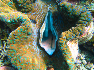 Agincourt Reef 2014