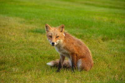 Resident Fox