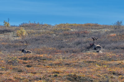 Caribou