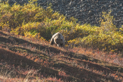 Grizzly