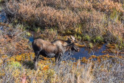 Moose