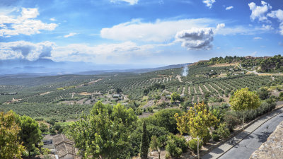 View of Olive Groves from Plaza de Santa Lucia Overlook