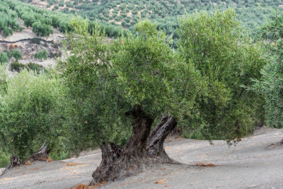 Olive Groves along the Sierra Nevada-Costa Tropical Highway