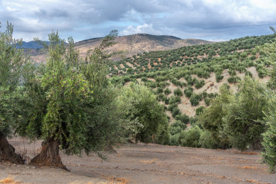 Olive Groves along the Sierra Nevada-Costa Tropical Highway