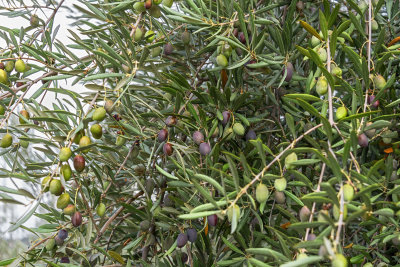 Olive Groves along the Sierra Nevada-Costa Tropical Highway