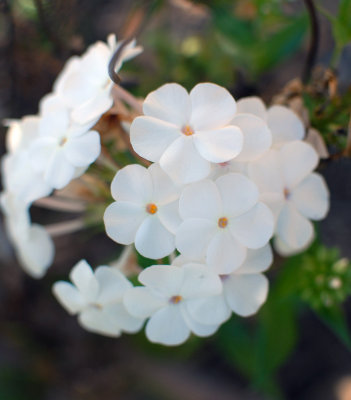 white_flowers.jpg