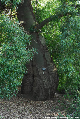 Narrow-leaved Bottle Tree