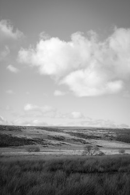 Dartmoor, early April