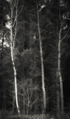 trees-22.jpg
