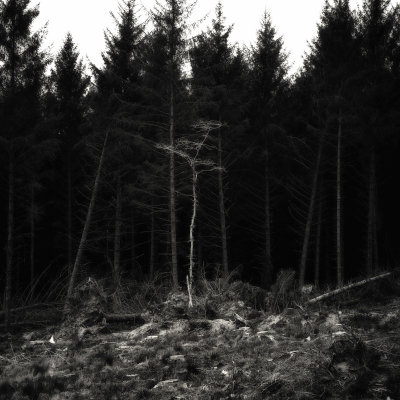 trees-23.jpg