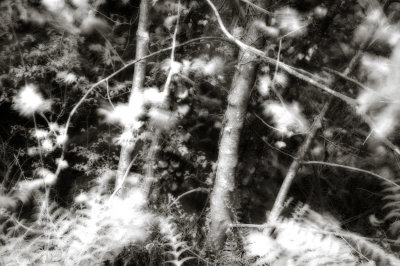 trees-9.jpg